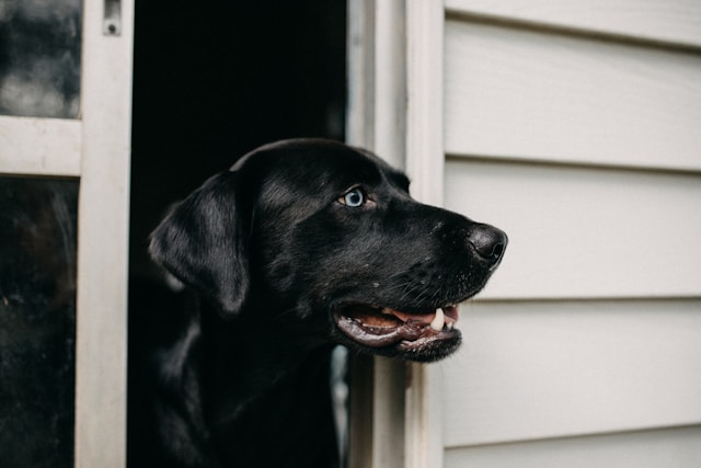 Dog Names That Start With A: 100+ Amazing A Names for Your Pup