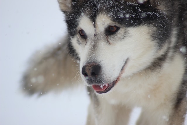 Alaskan Dog Names: 150+ Wild, Strong & Native-Inspired Picks