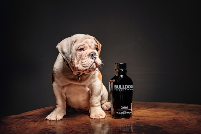 Alcohol Dog Names: 110+ Spirited Names for Your Party-Loving Pup