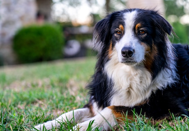 Australian Dog Names: 70+ Aussie-Inspired Names for Your Best Mate