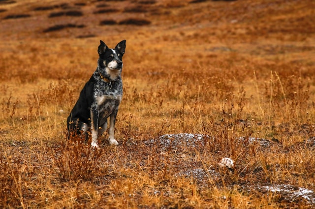 Best Australian Shepherd Names: 120+ Perfect Ideas for Your Active Companion