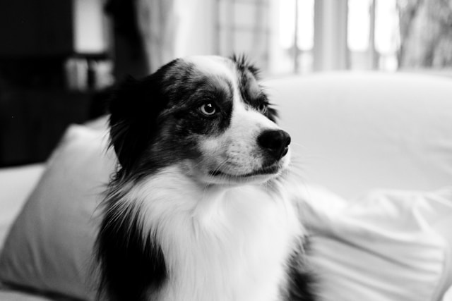 Dog Names That Start With B: 70+ Perfect B Names for Dogs