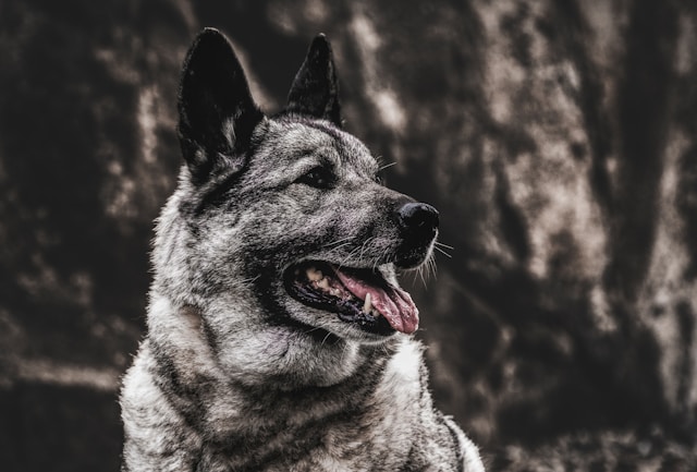 Badass Dog Names: 70+ Tough & Fierce Names for Strong Dogs