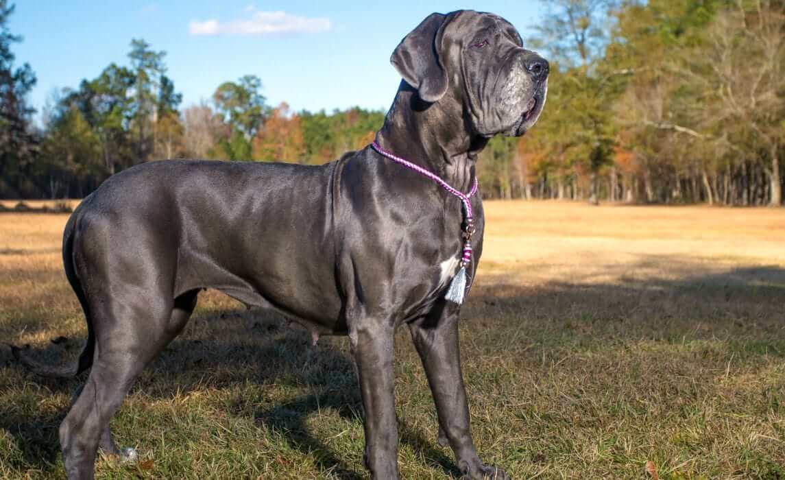 Badass Girl Dog Names