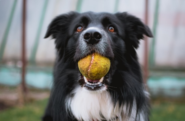 Baseball Dog Names: 120+ Names for Baseball-Loving Dog Owners