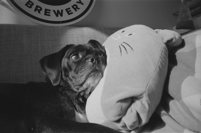 Beer Names for Dogs: 90+ Perfect Brew-Inspired Names for Your Pup