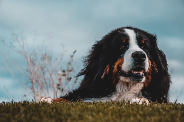 Bernese Mountain Dog Names: 150+ Perfect Names for Your Gentle Giant