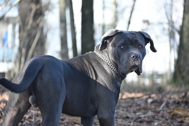 Big Boy Dog Names