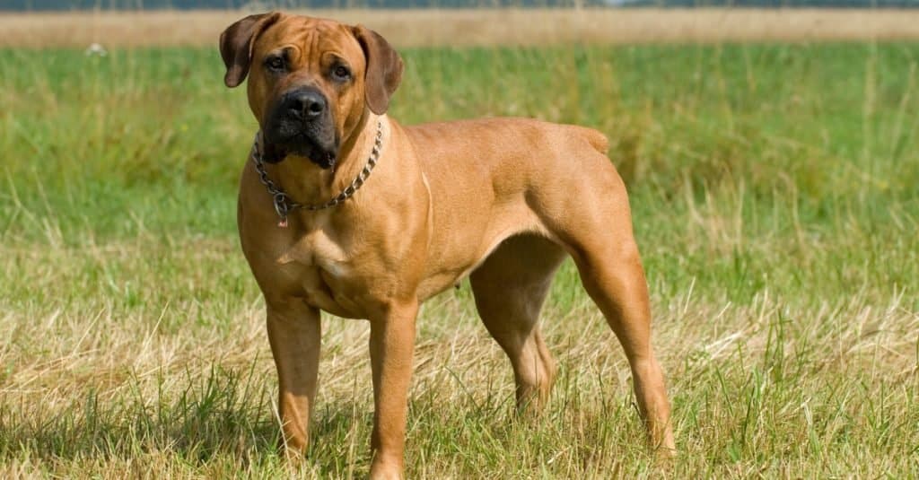 Big Girl Dog Names: 50+ Powerful Names for Female Dogs
