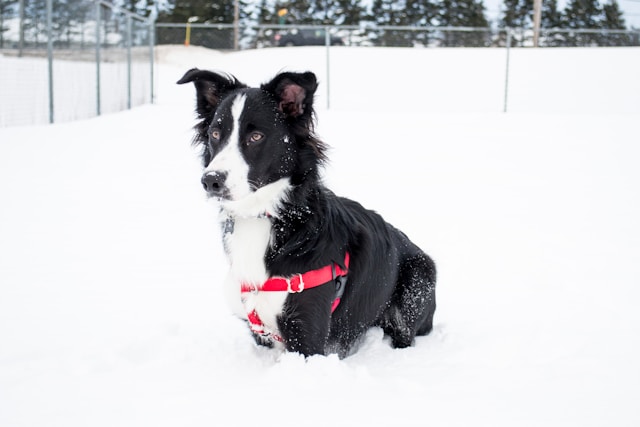 Black and White Girl Dog Names: 80+ Perfect Names for Your Two-Toned Female Pup