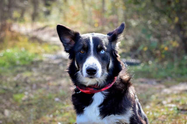 Black and White Dog Names: 100+ Perfect Names for Black and White Dogs