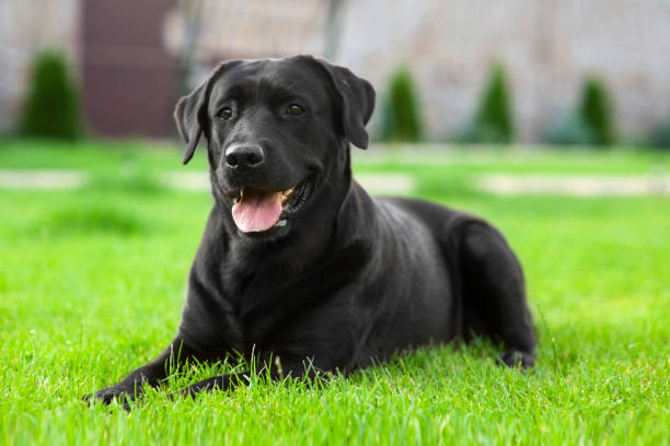 Black Girl Dog Names