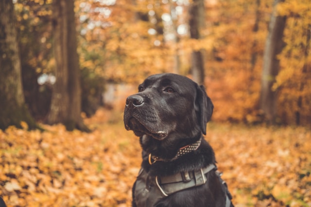 Black Boy Dog Names