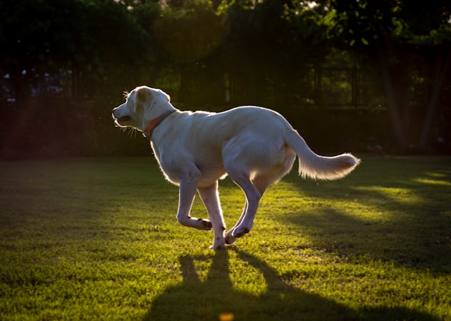 British Dog Names