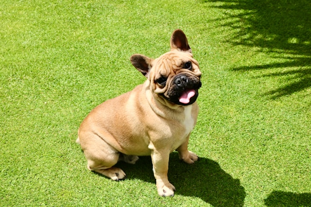 Best Bulldog Names: 100+ Perfect Names for English & French Bulldogs