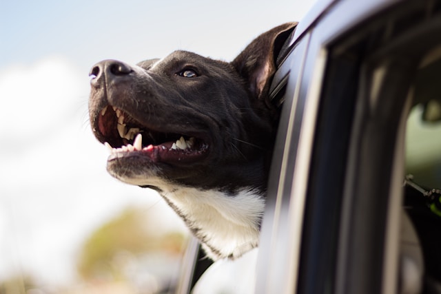 Car Names for Dogs: 80+ Perfect Auto-Inspired Names for Your Pup
