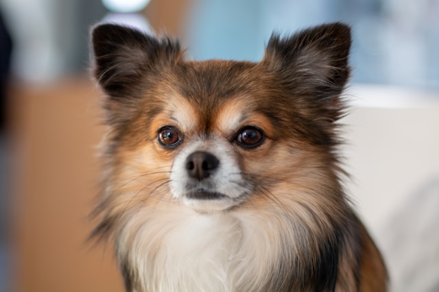 Chihuahua Dog Names