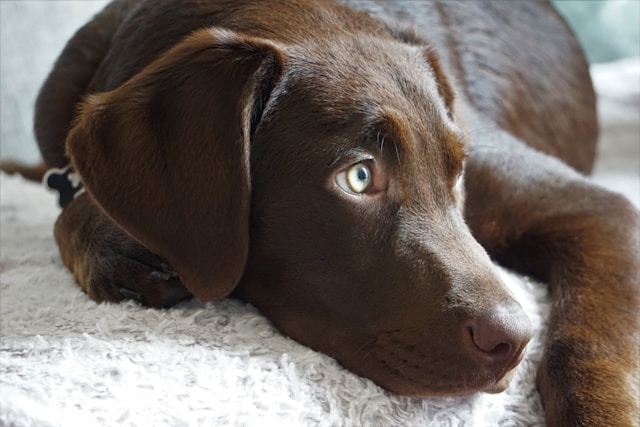 Chocolate Dog Names: 100+ Sweet, Rich & Delicious Names for Brown Dogs