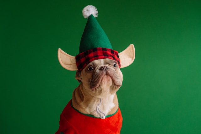 Christmas Dog Names