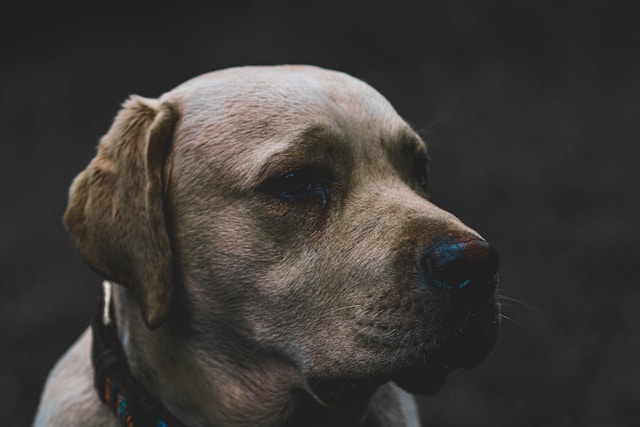 Classic Girl Dog Names