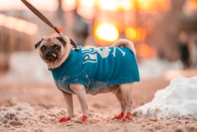 Coat-Inspired Dog Names