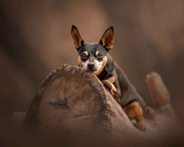Coco Dog Name: Meaning, Origin & Perfect Pups for This Popular Name