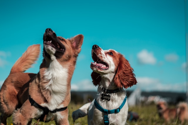 Dog Name Themes