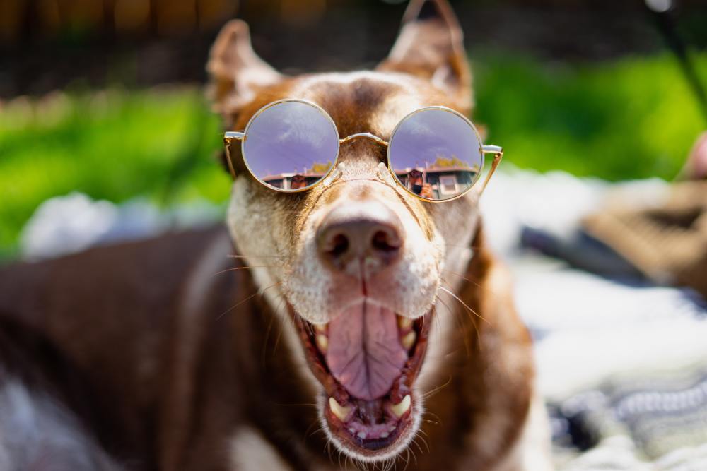 Cool Male Dog Names