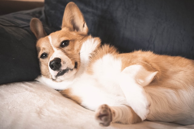 150+ Adorable Corgi Dog Names: Perfect for Your Royal Companion