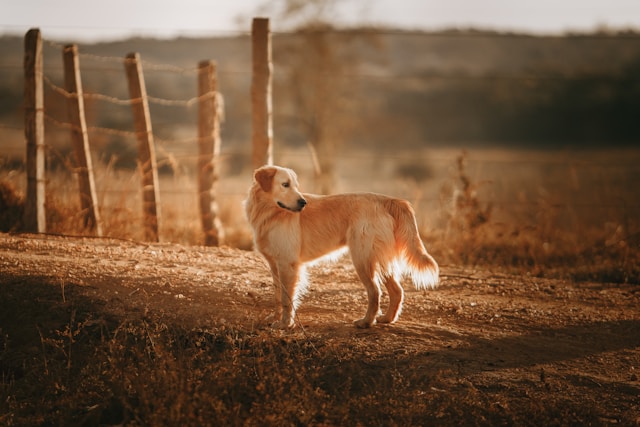 Country Girl Dog Names