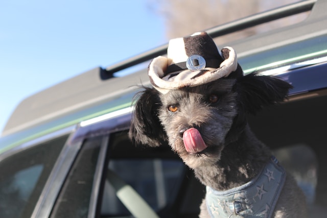 Country Music Dog Names: 150+ Perfect Names for Country Music Fans