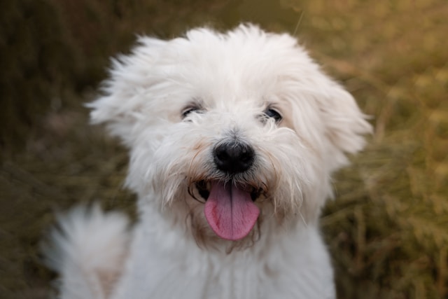 50+ Adorable Cute Boy Dog Names Your Puppy Will Love