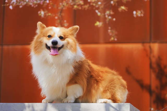 Cute Girl Dog Names
