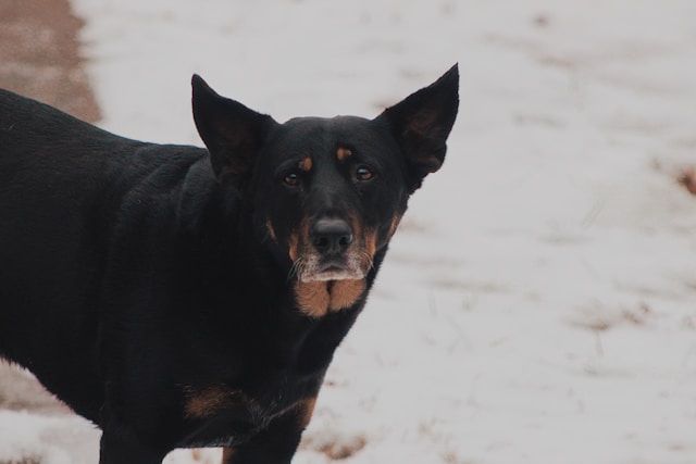 Dog Names That Start With D: 50+ Delightful Ideas for Your Pup