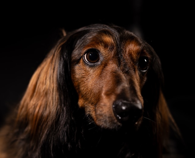 Dachshund Dog Names