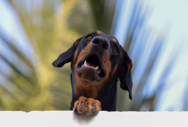 Doberman Dog Names: 140+ Perfect Names for Your Doberman Pinscher