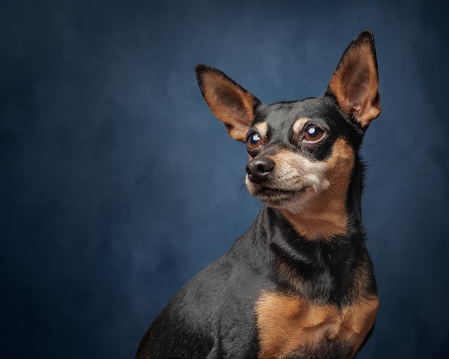 Dog Names That Start With E: 60+ Elegant & Energetic Ideas