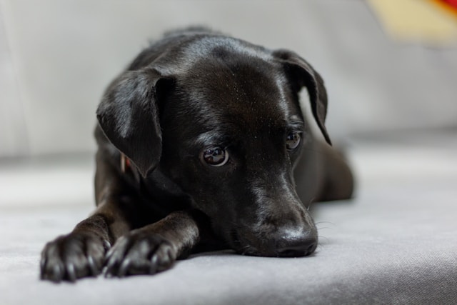 Dog Names That Start With F: 50+ Fun & Fabulous Ideas