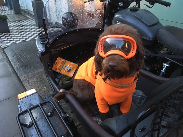 Firefighter Dog Names: 60+ Heroic Names for Brave Dogs