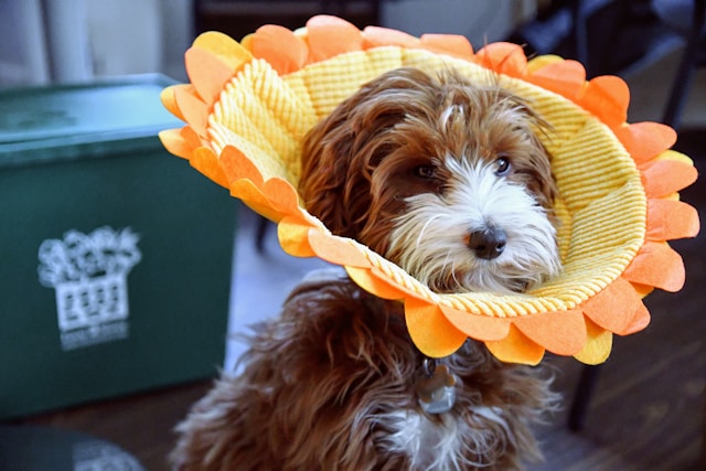 Flower Names for Dogs
