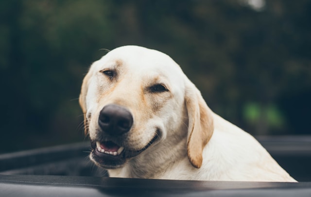 Funny Boy Dog Names