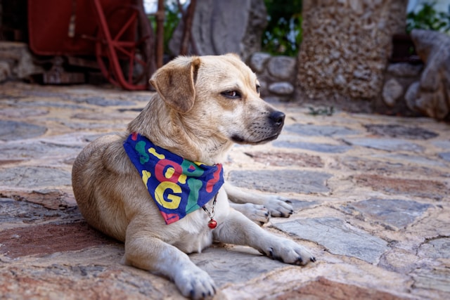 Dog Names That Start With G: 60+ Great Names for Your Puppy