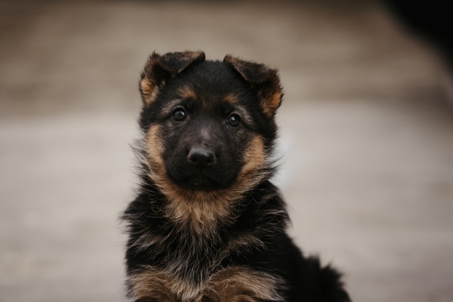 German Boy Dog Names