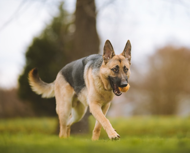 German Shepherd Dog Names