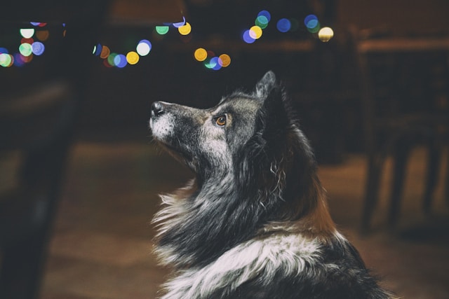 Girl Dog Names With Meaning