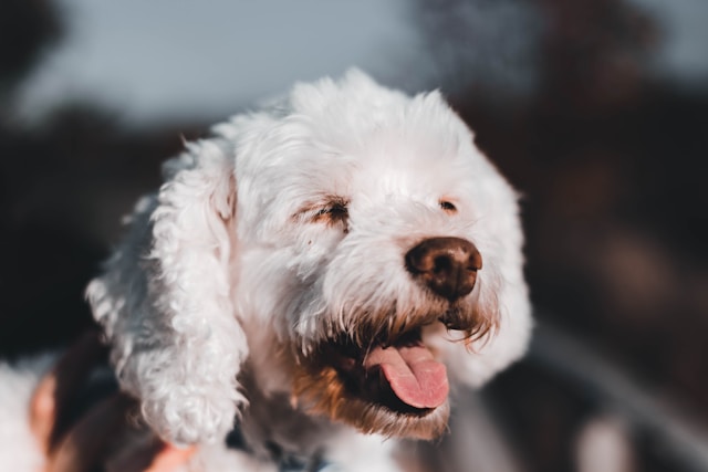 Girl Dog Names That Start With M