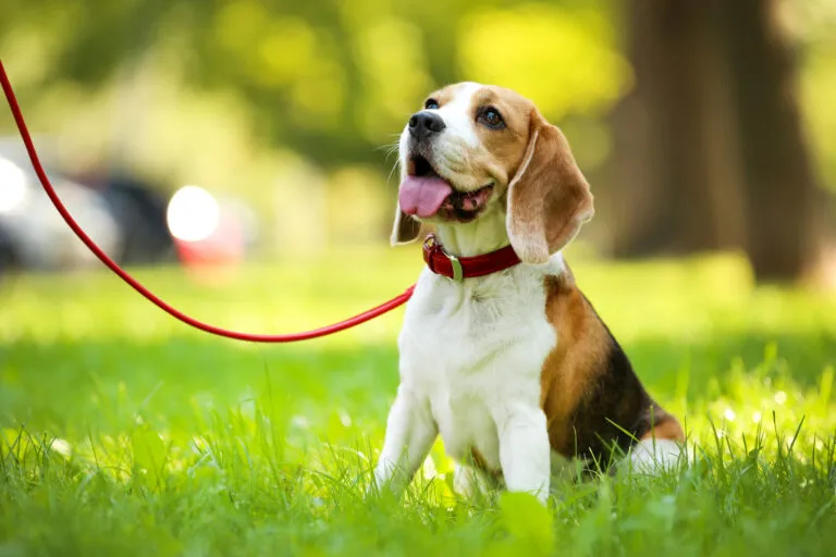 Girl Dog Names