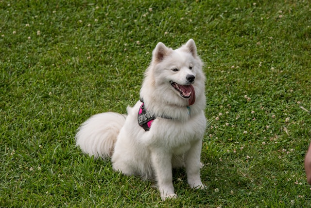 Girl Dog Names That Start With B