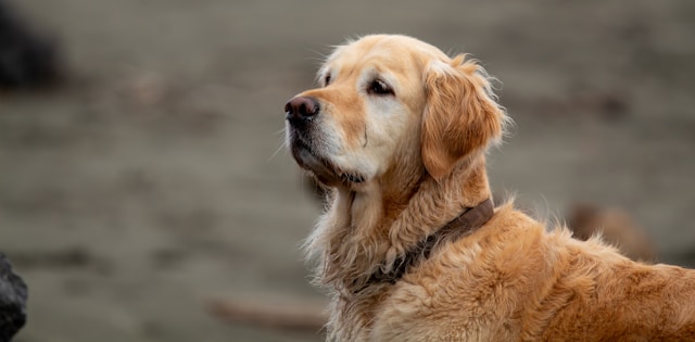 Golden Retriever Dog Names