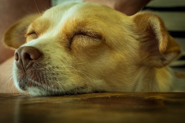 Greek Dog Names: 70+ Mythological & Ancient Names for Your Heroic Companion